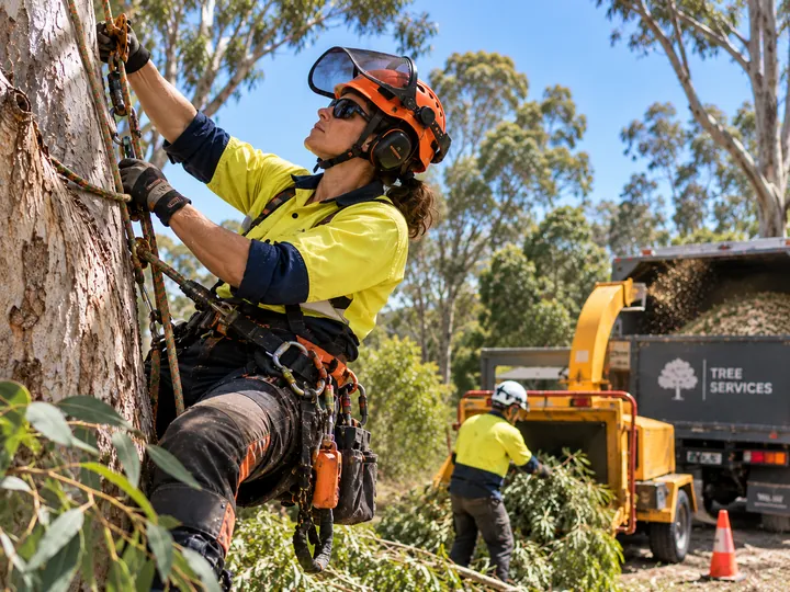 Tree-service workers handling tree maintenance